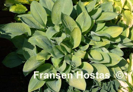 Hosta Gold Regal